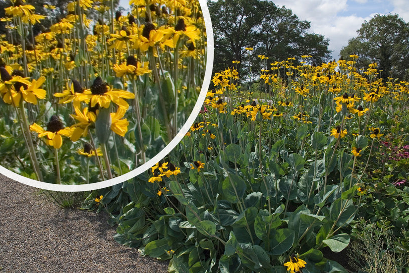 Rudbeckia maxima - Gele bloei