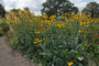 Rudbeckia maxima