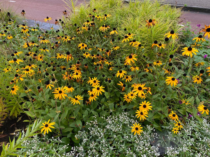 Rudbeckia tuinplanten