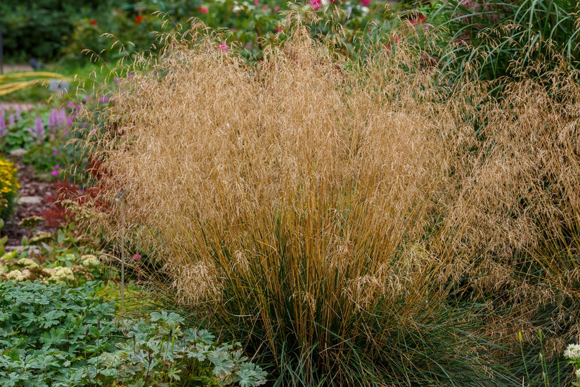 Ruwe smele - deschampsia cespitosa.jpg