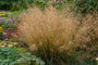 Ruwe smele - deschampsia cespitosa.jpg