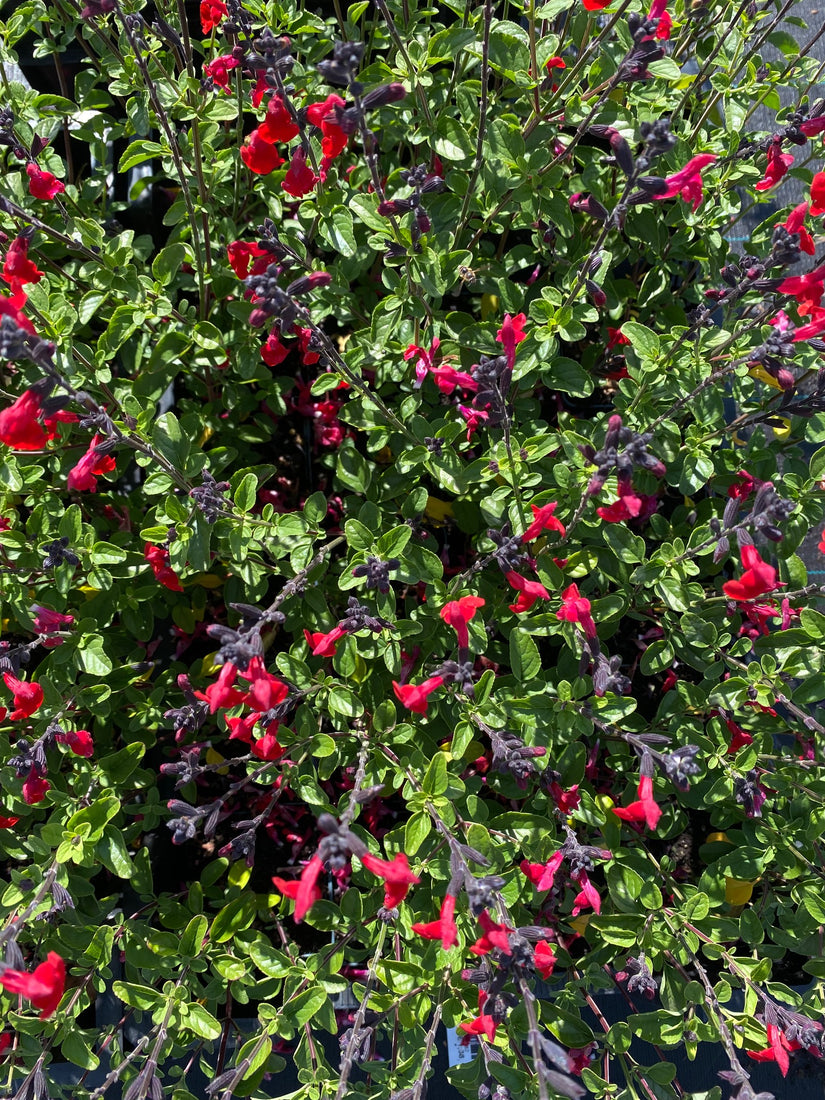 Salie - Salvia 'Royal Bumble'