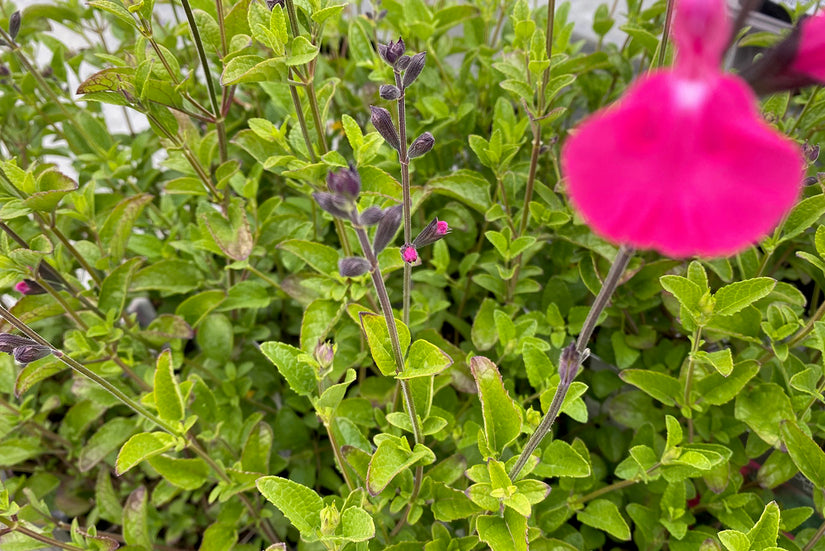 Tuinplant Salie - Salvia 'Vevina' 