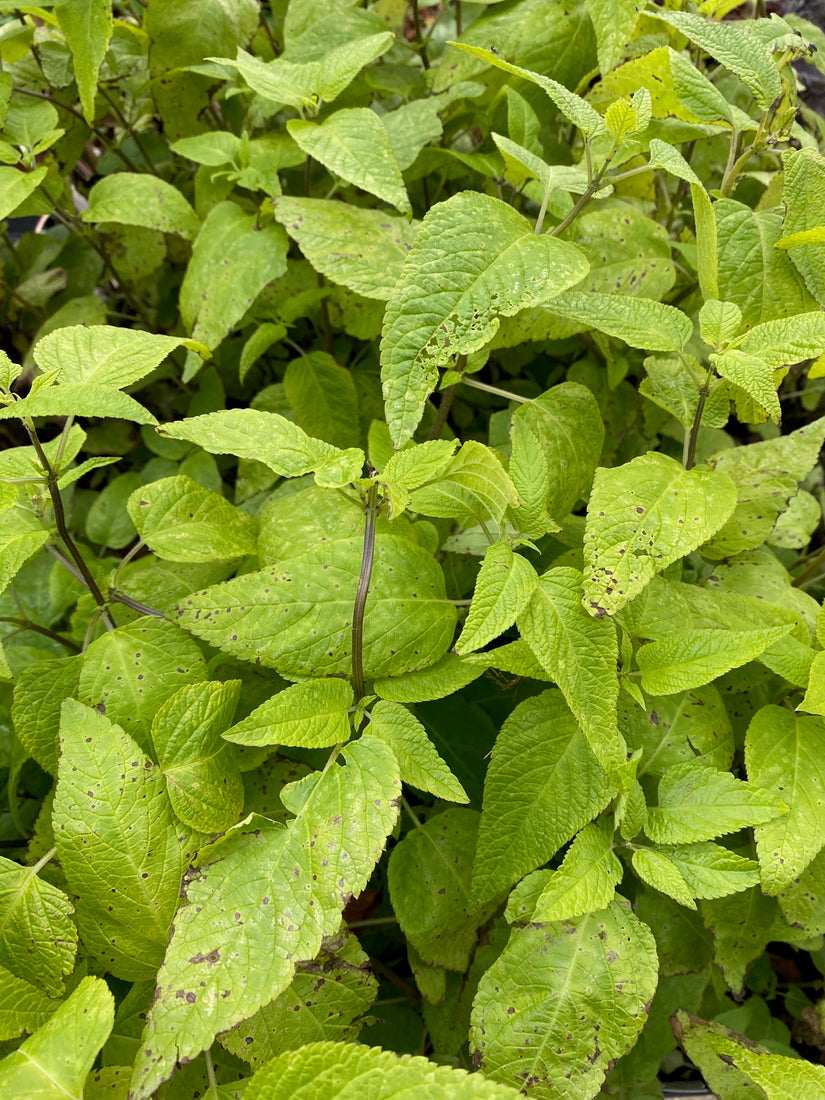 Salie - Salvia guaranitica 'Black and Blue'