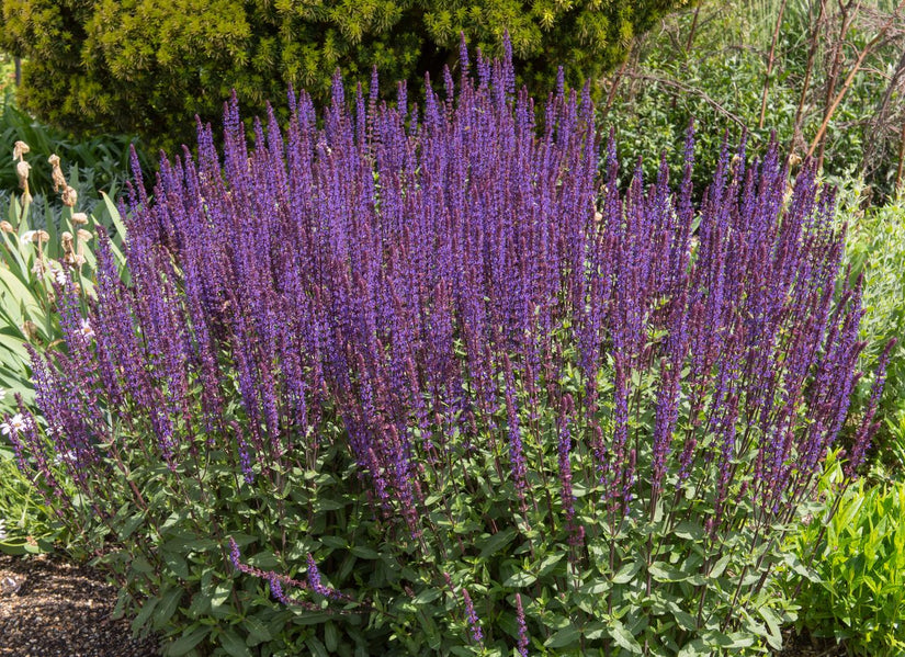 Salie - Salvia Nemorosa 