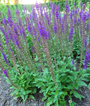 Salie - Salvia nemorosa - Voor mensen zonder groene vingers! Gemakkelijke tuinplant