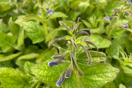 Salie - Salvia patens 'Patio Dark Blue'