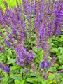 Salie-Salvia-x-sylvestris bijen en vlinders