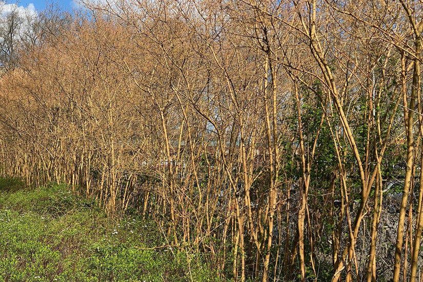 Salix alba 'Chermesina'