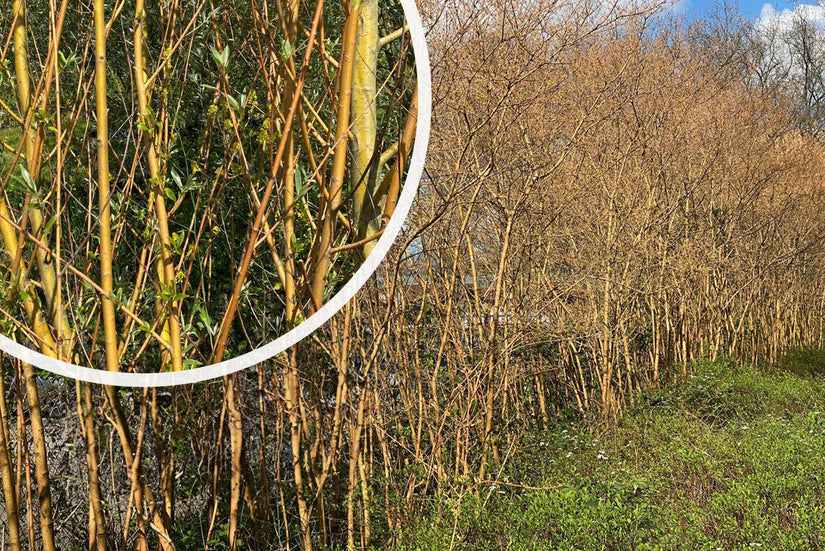 Schietwilg - Salix alba 'Chermesina' met detail