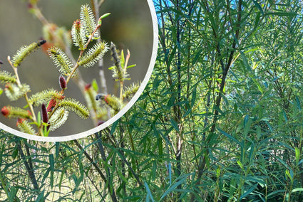 Bittere wilg - Salix purpurea in bloei