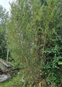 Salix - wilg.jpg