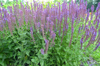 Salvia Ostfriesland online kopen