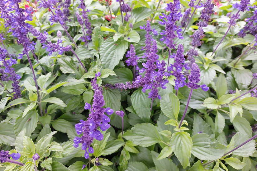 Meelsalie - Salvia farinacea