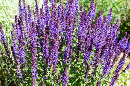 Salie - Salvia x sylvestris 'Blaukönigin'