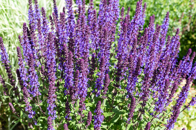 Salie - Salvia x sylvestris 'Blaukönigin'