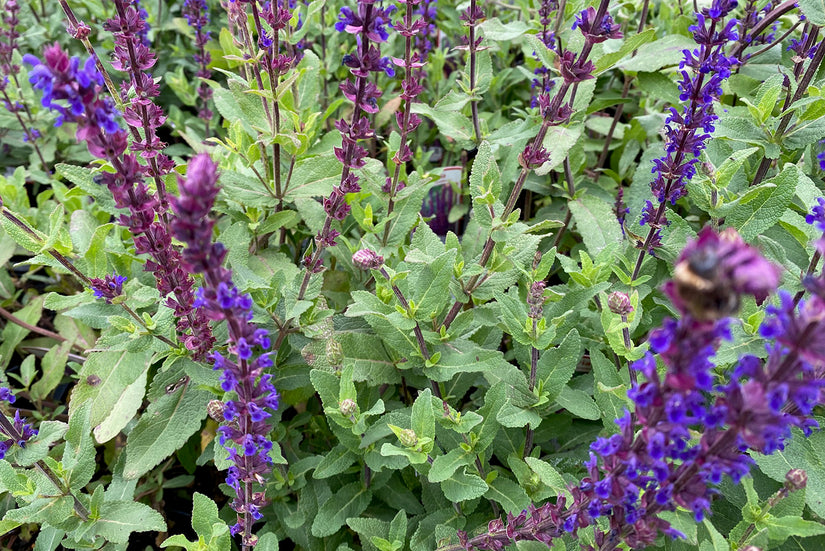 Bloei Salie - Salvia nemorosa 'Caradonna'