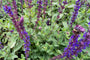 Bloei Salie - Salvia nemorosa 'Caradonna'