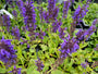 tuinplant Salvia nemorosa 'Mainacht' 