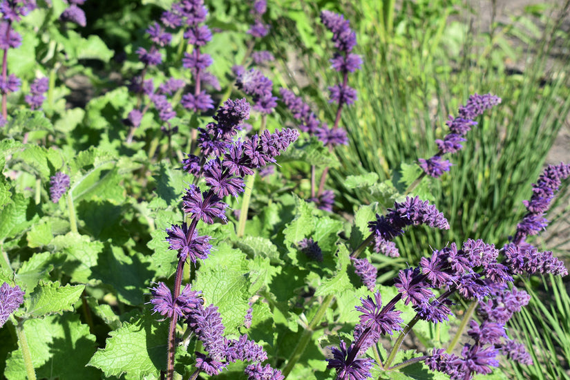 Salvia Verticillata 'Purple Rain'