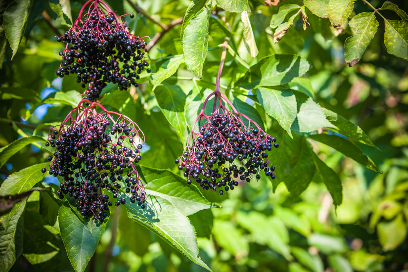 Zwarte bessen Gewone vlier - Sambucus nigra 