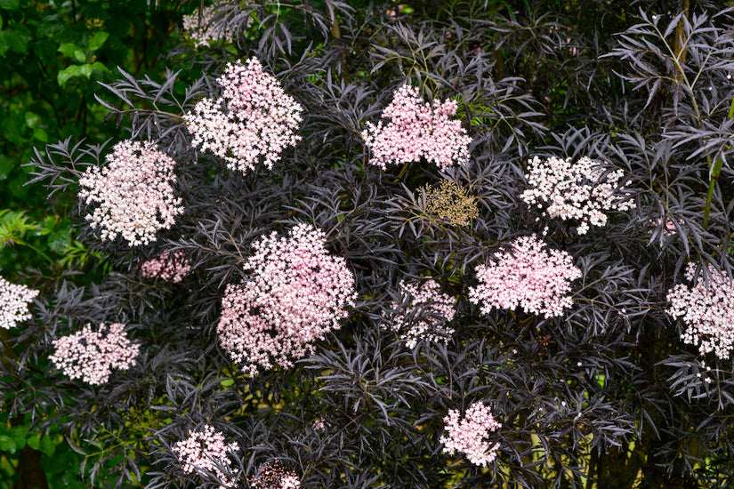 Sambucus-nigra-Black-Lace.jpg