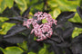 Sambucus nigra 'Guincho Purple'