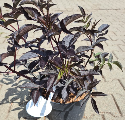 Sambucus nigra tuinplanten