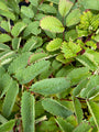 Pimpernel - Sanguisorba hakusanensis 'Lilac Squirrel'