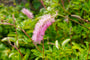 Sanguisorba menziesii roze tuinplanten 1 meter hoog