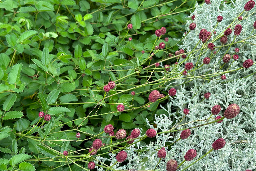 Grote pimpernel - Sanguisorba officinalis 'Tanna' voor prairietuinen