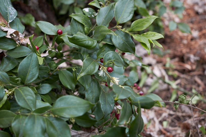 Vleesbes - Sarcococca ruscifolia