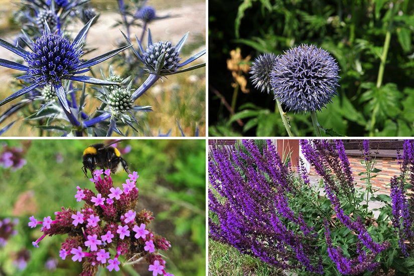 Borderplan Saul - Borderpakket - Strandtuin - Paars & Blauw