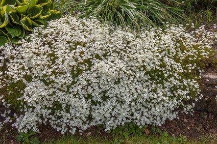 Steenbreek - Saxifraga x arendsii 'White Pixie'