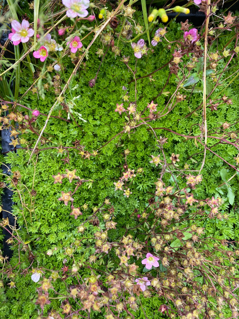 Saxifraga arendsii