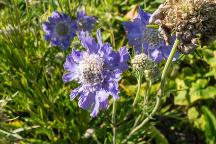 Duifkruid - Scabiosa caucasica 'Perfecta'