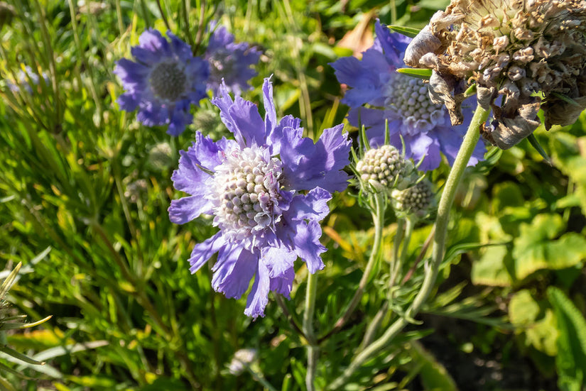 Duifkruid - Scabiosa caucasica 'Perfecta'