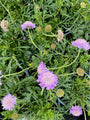 Duifkruid Scabiosa columbaria 'Butterfly Blue'