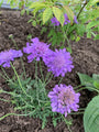 Duifkruid - Scabiosa columbaria - Onderdeel van verschillende borderpakketten