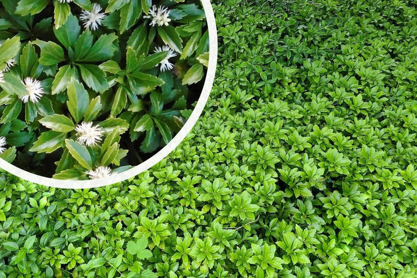 2 x Schaduwkruid - Pachysandra terminalis