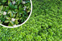 2 x Schaduwkruid - Pachysandra terminalis