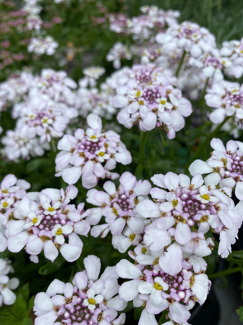 Scheefkelk - Iberis sempervirens 'Pink Ice'