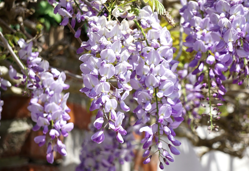 prachtige bloemen blauweregen pergola klimplanten