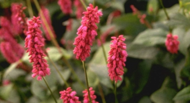 Duizendknoop vaste planten rood borderpakket