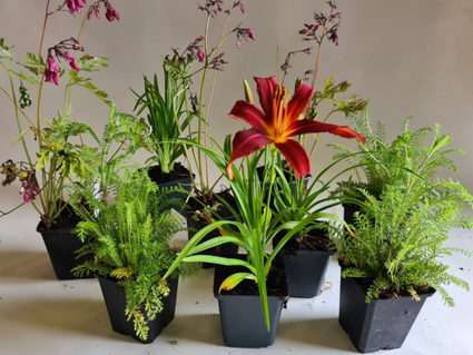 tuinplanten borderpakket rood zon standplaats 