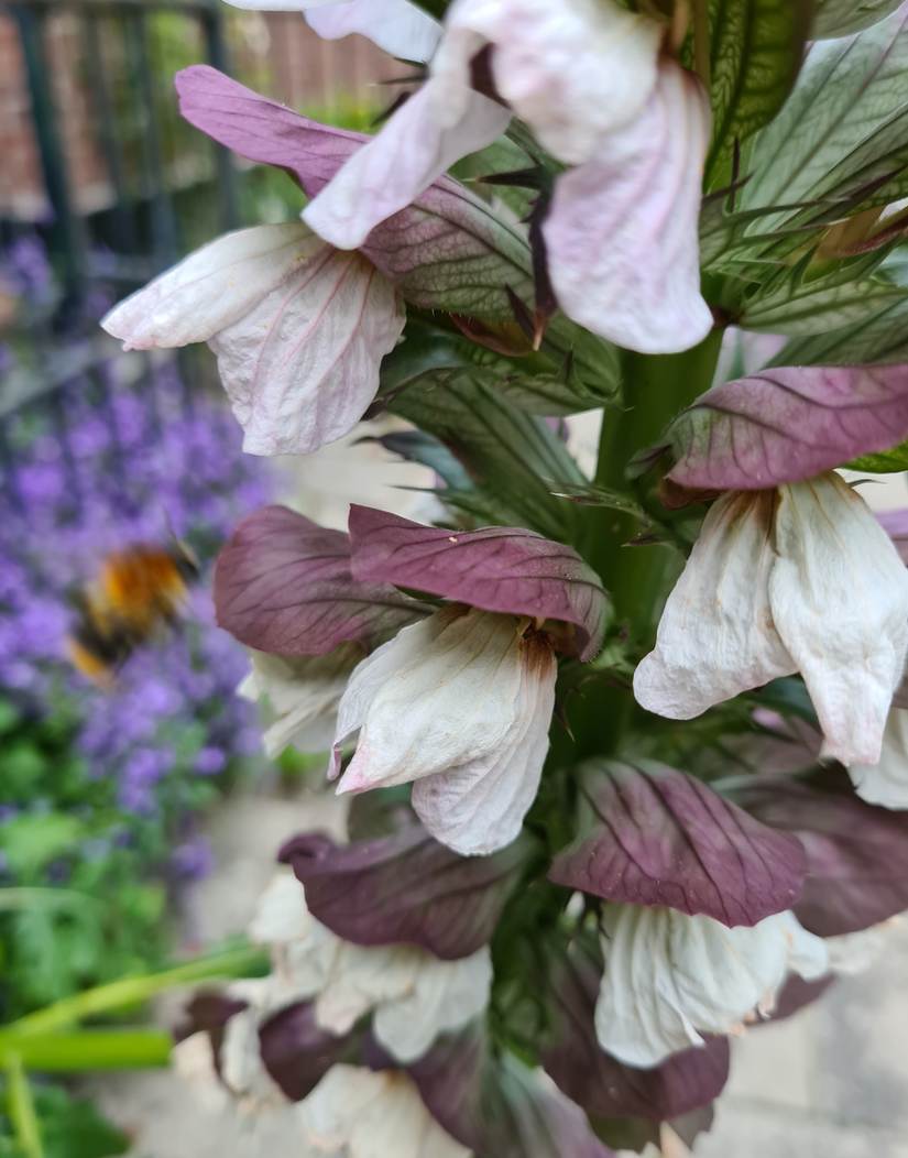  Berenklauw - Acanthus mollis bloei