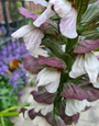  Berenklauw - Acanthus mollis bloei