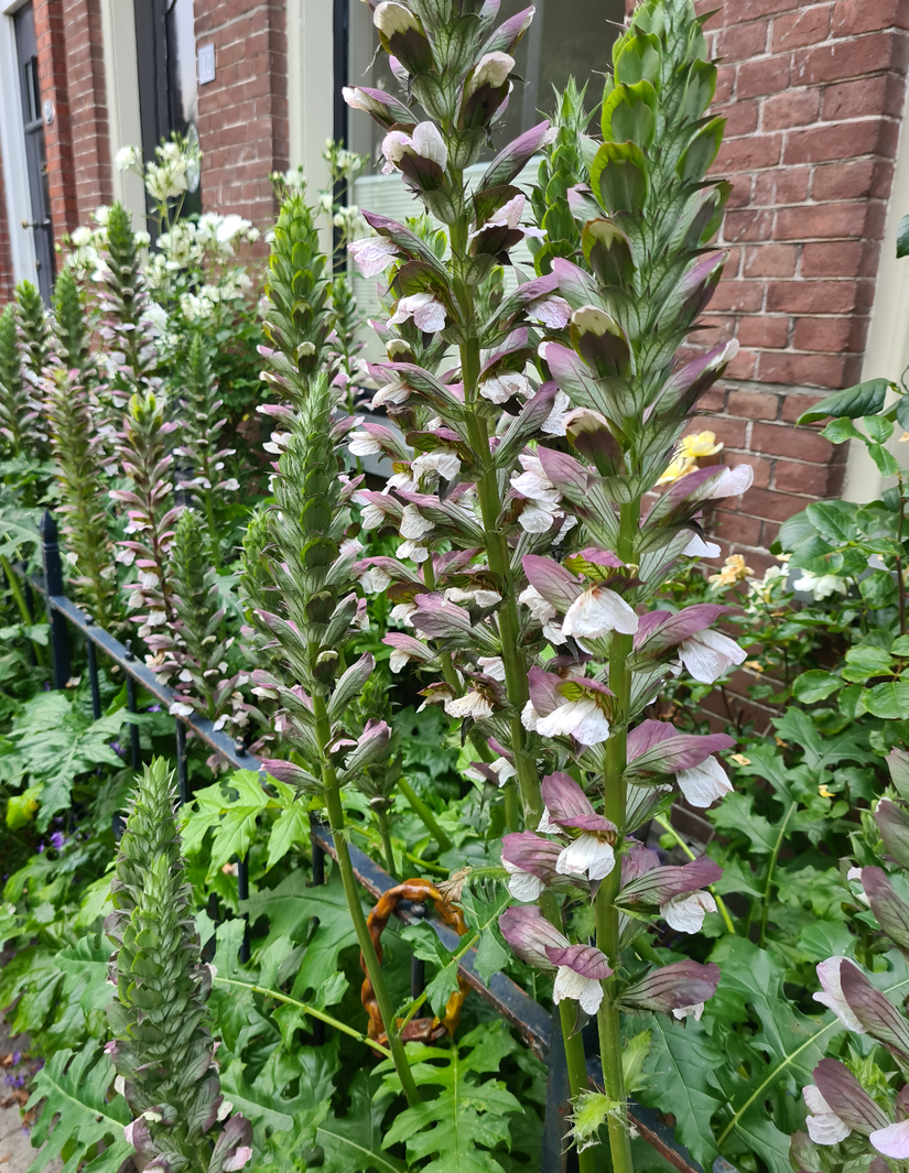 acanthus klantfoto borderpakket