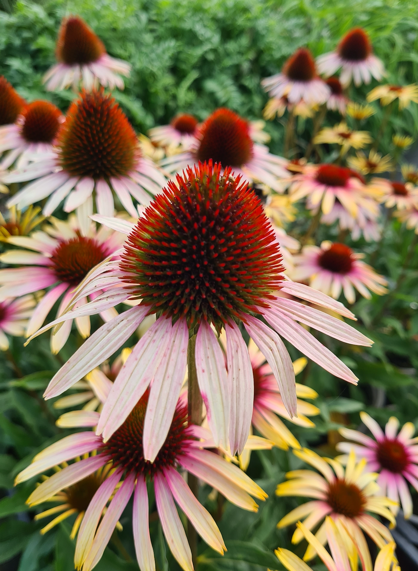 Echinacea tuinplanten border bloeikleur