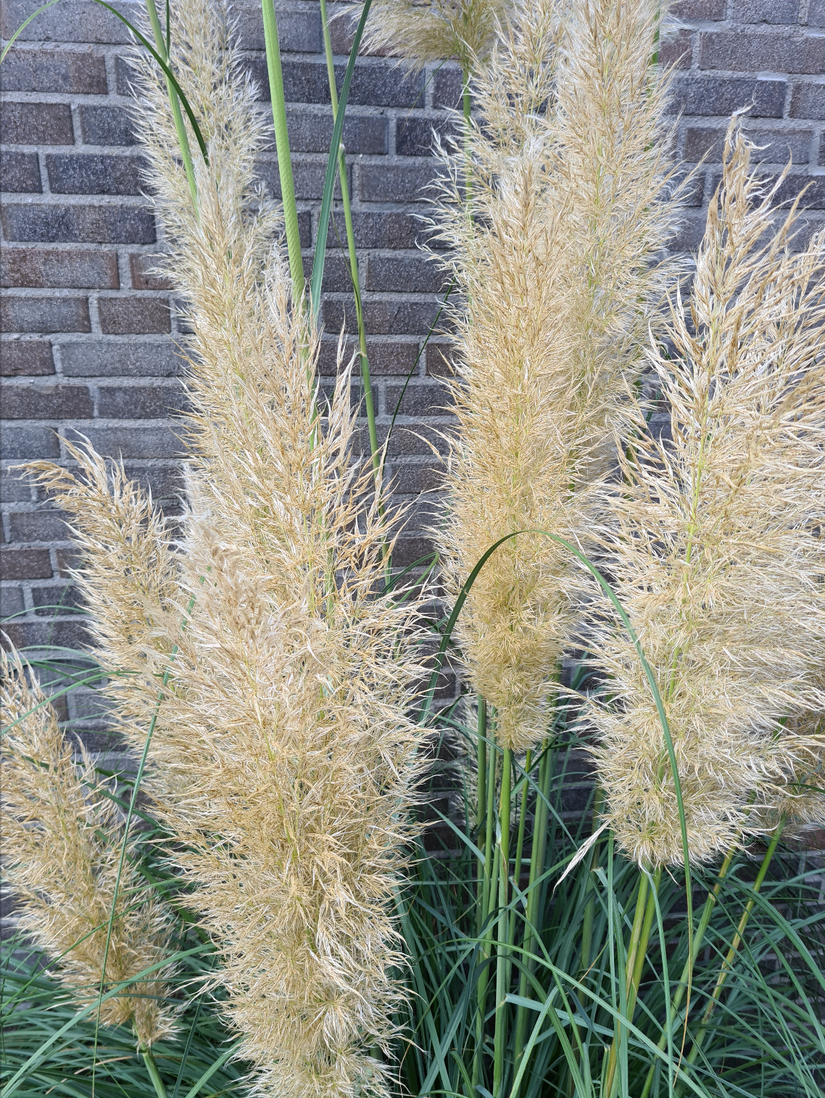 Siergrassen pampasgras tuinplanten borders